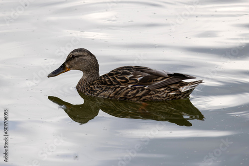 Obraz na płótnie The mallard. Wild duck. Female w salonie