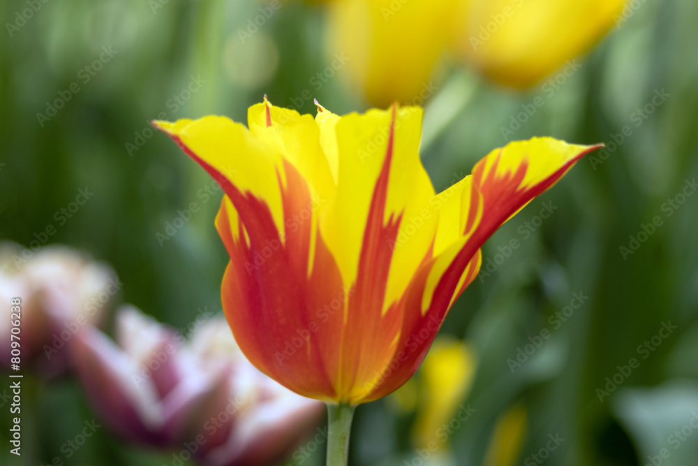 Flower. Tulip Fly Away flower bulbs