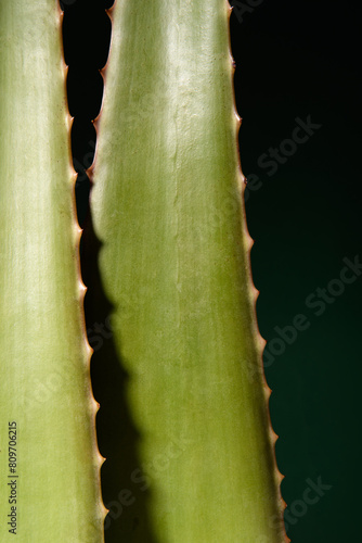 Stylish vertical photo. Mexican Aloe Vera. Banner on the theme cosmetics with aloe. Chorny background.