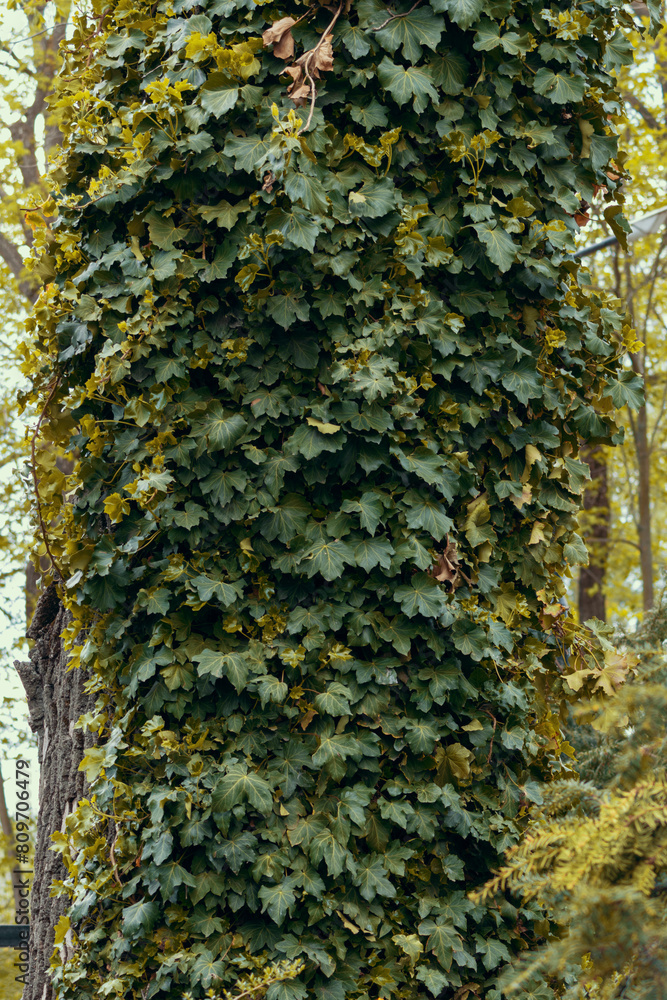 A tree covered with leaves