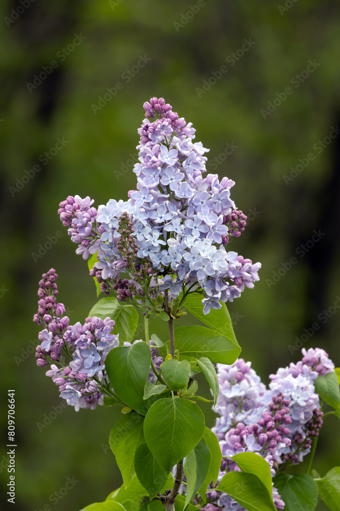 Flower. Lilac. Syringa vulgaris