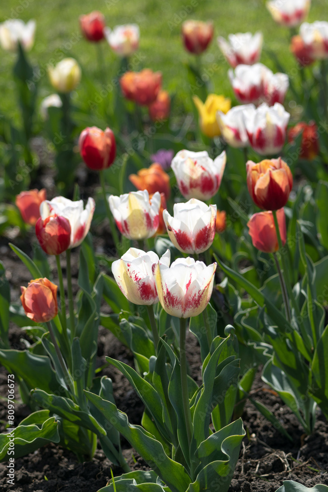 Flowers. Tulips in garden