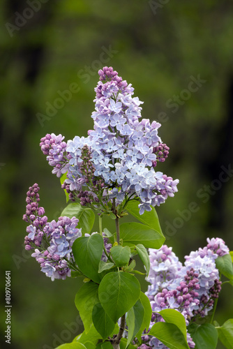 Obraz na płótnie Flower. Lilac. Syringa vulgaris w salonie