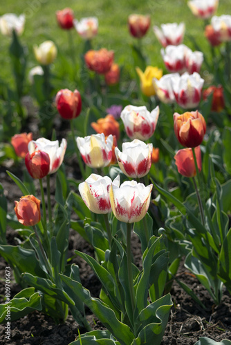 Flowers. Tulips in garden
