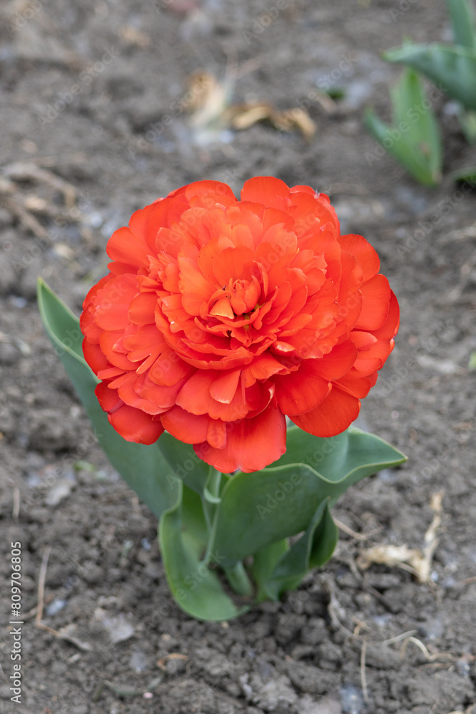 Flower. Tulip Miranda flower bulbs