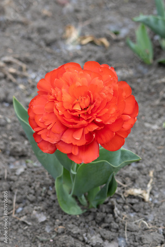Obraz na płótnie Flower. Tulip Miranda flower bulbs w salonie