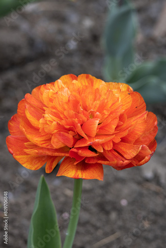 Obraz na płótnie Flower. Tulip Miranda flower bulbs w salonie