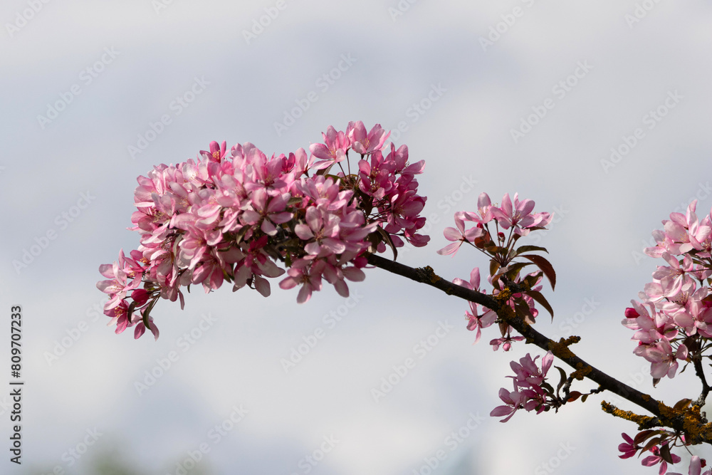 A tree with flowers. Crabapple. Malus