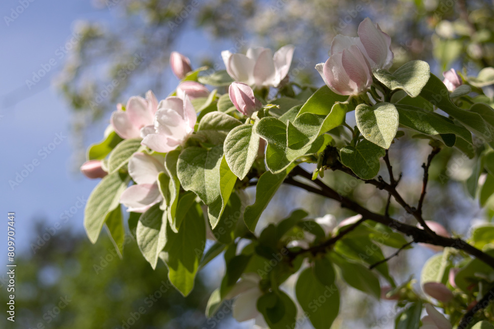 Quince Cydonia oblonga blossom