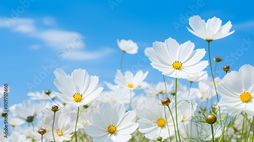 white wildflowers under a sky backdrop