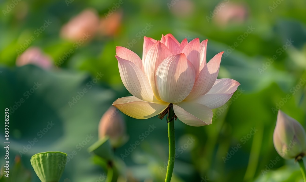 there are several lotus flowers blooming in different colors, Generative AI there are several lotus flowers blooming in different colors, Generative AI