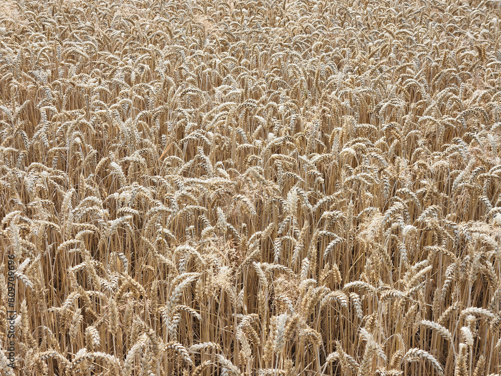 Winter wheat. Field of ripened winter wheat. Field with spikelets Winter wheat. Field of ripened winter wheat. Field with spikelets