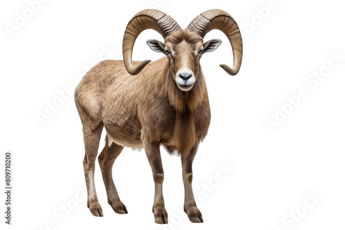 A ram with horns is standing on a white background