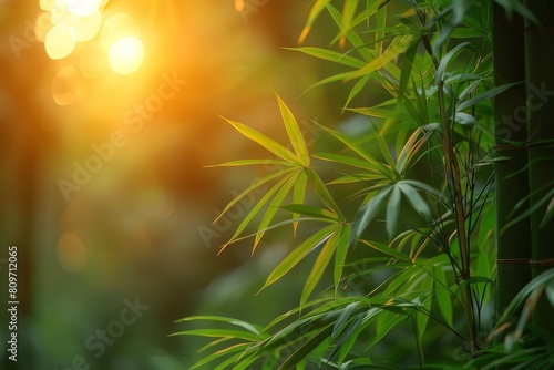 Sunlit bamboo leaves present a peaceful and vibrant scene within a dense bamboo forest showing the beauty of nature
