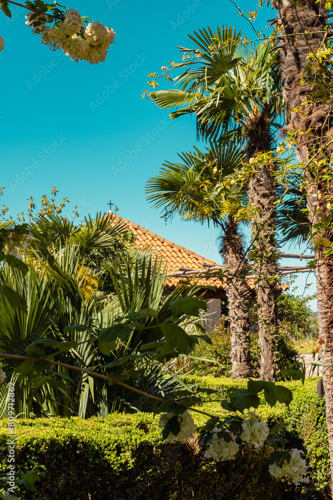 Palmiers et toit du kiosque de l'arboretum de Trsteno, Croatie