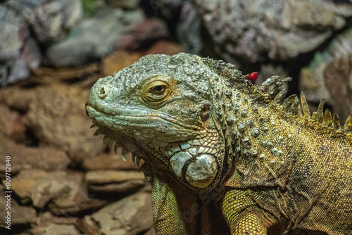 Brightly colored lizard