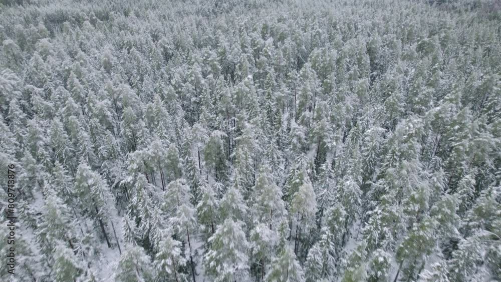 Fly over winter white and green coniferous forest Fly over winter white and green coniferous forest