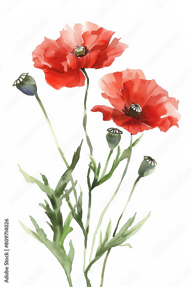 Watercolour illustration of two red poppies, isolated on white background