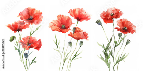 Set of red poppies  watercolour illustration isolated on white background