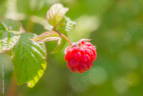 Close up juicy fresh raspberries growing on stems