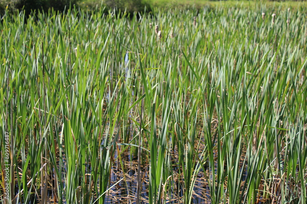 green grass background green grass background