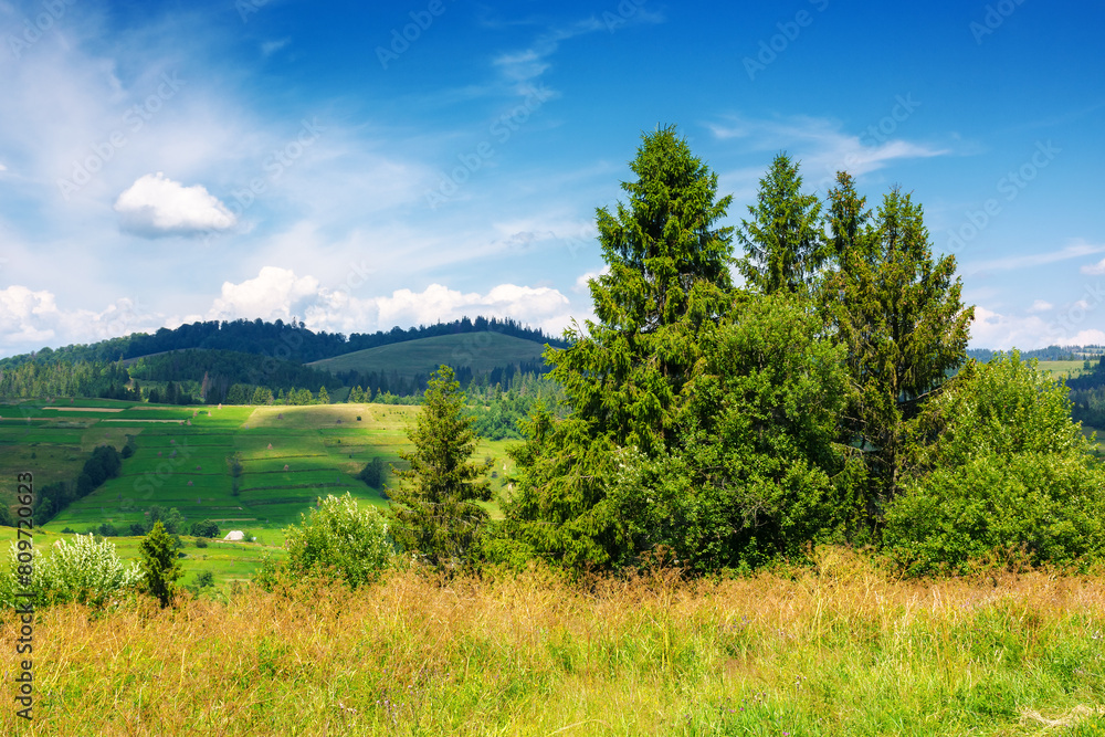 countryside summer landscape in carpathian mountains. trees on the grassy meadow. rural fields on the distant hills. sunny scenery with fluffy clouds on the blue sky