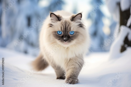 Full-length portrait photography of a curious ragdoll cat playing on snowy winter scene