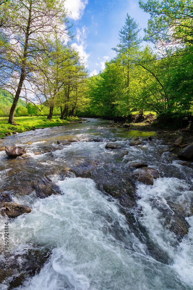 mountain river runs through the carpathian valley. water flows along the shore with trees and grassy meadow. relaxing summer nature scenery of ukraine in morning light. clouds on the blue sky mountain river runs through the carpathian valley. water flows along the shore with trees and grassy meadow. relaxing summer nature scenery of ukraine in morning light. clouds on the blue sky