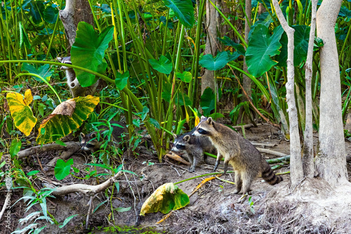 Charming raccoon family