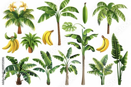 Banana palm tree collection. Vector design isolated elements on the white background 
