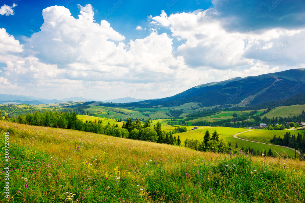 capathian mountain landscape of ukraine in summer. trees behind the grassy meadow. rural valley at the foot of borzhava ridge. wonderful countryside of transcarpathia beneath a sky with cumulus clouds capathian mountain landscape of ukraine in summer. trees behind the grassy meadow. rural valley at the foot of borzhava ridge. wonderful countryside of transcarpathia beneath a sky with cumulus clouds