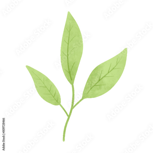 Watercolor vector illustration of a seaweed in childish style.