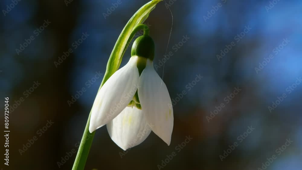 relax video of snowdrop flower in spring Fps 29,97p
4K UHD relax video of snowdrop flower in spring Fps 29,97p
4K UHD
