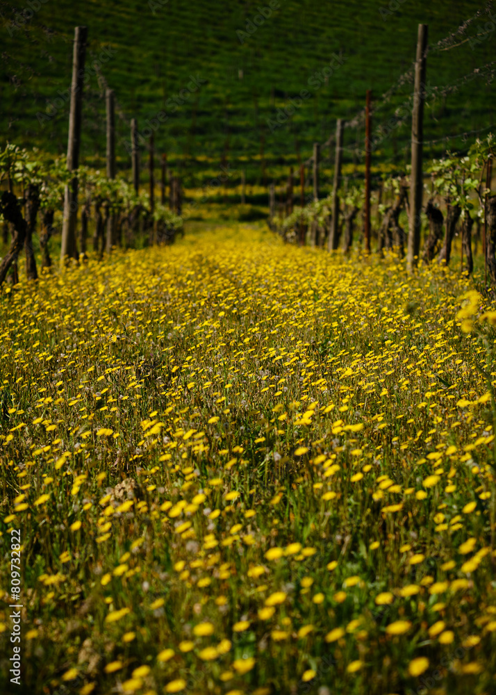 Foto scattata nelle colline attorno a Tassarolo (AL) nel periodo primaverile.