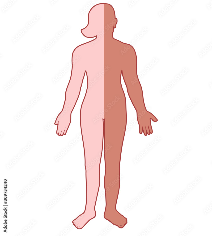 Fototapeta premium Flat drawing of male and female halves.