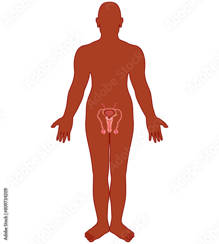 Flat drawing of a man to show the reproductive system.