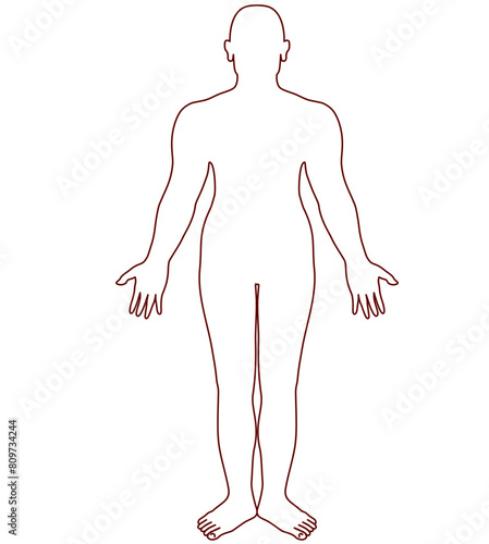 Drawing of the outline of the human body