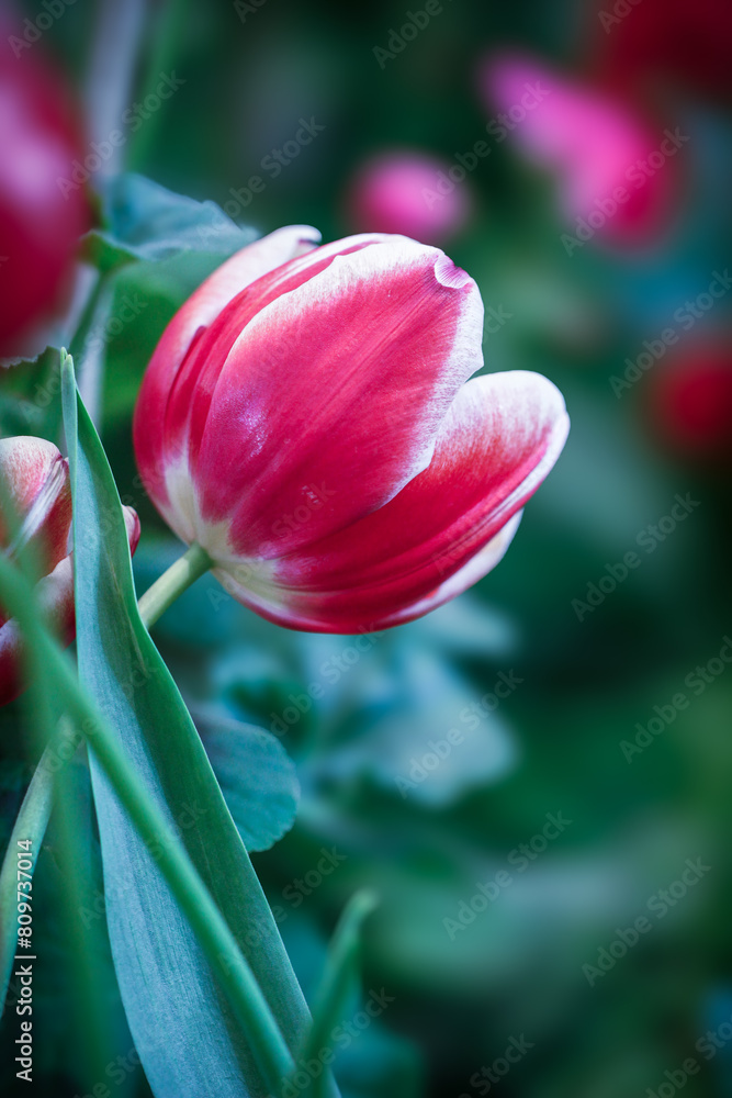 Fototapeta premium red and white tulips