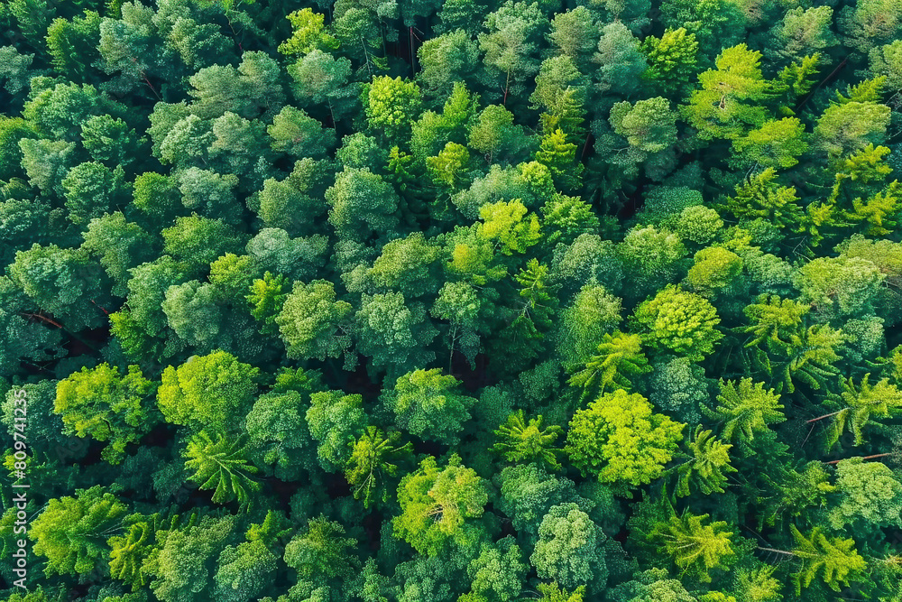 Green Tree Forest Landscape Background, Summer Pine Woods, Nature, Environment Green Tree Forest Landscape Background, Summer Pine Woods, Nature, Environment