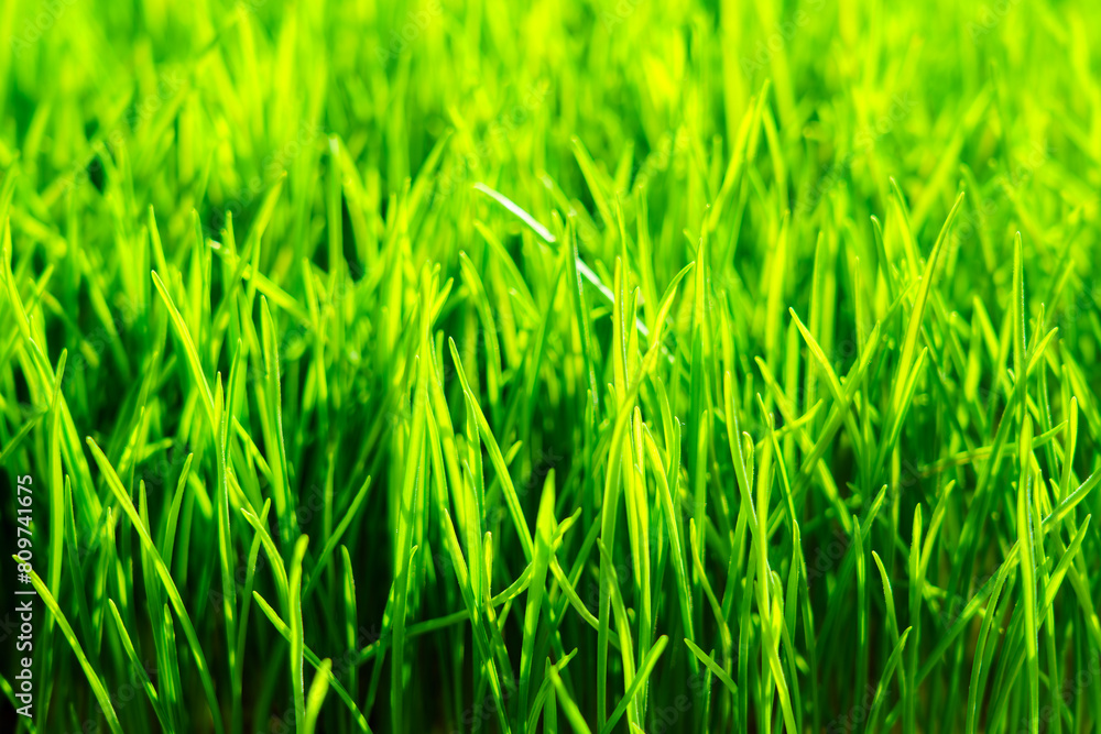 Obraz premium Wheatgrass seedlings close-up, illuminated by the sun. Vegan healthy food.