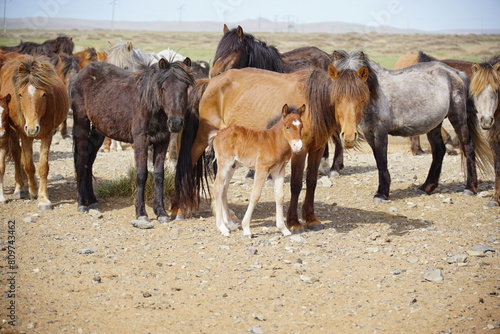 Steps of Innocence. Mongolian Horses with Foal on the Rugged Plains