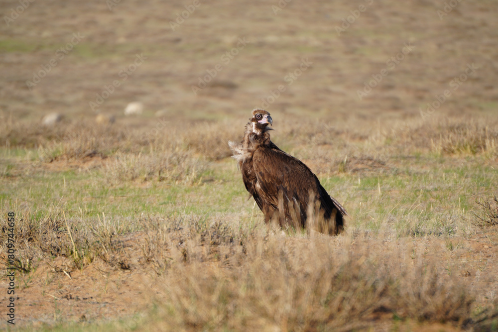Eurasian Black Vulture (Wild) in Övörkhangai, Mongolia Eurasian Black Vulture (Wild) in Övörkhangai, Mongolia
