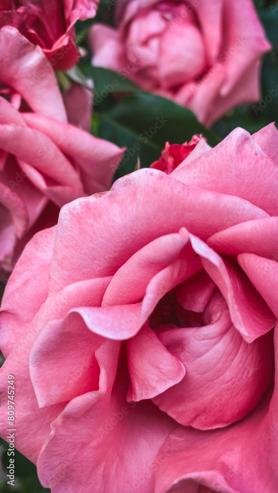 Obraz premium beautiful pink roses in the garden - retro vintage effect style pictures