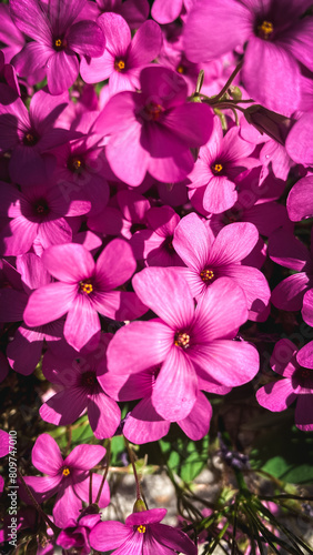 dark pink oxalis petals in a garden