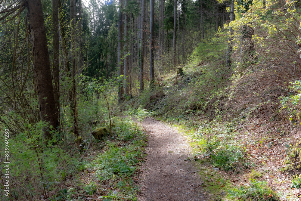 path in the forest