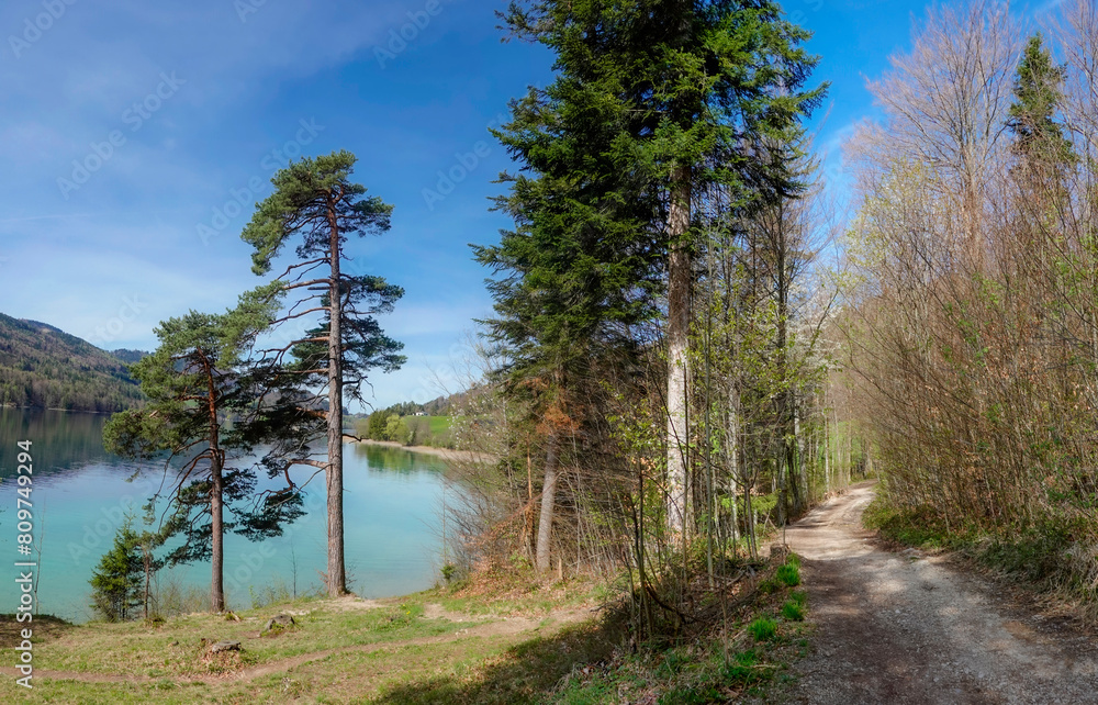 lake in the forest