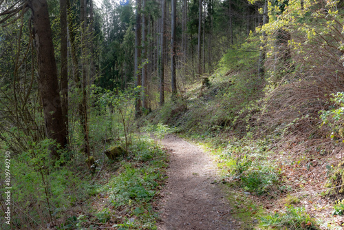 Obraz na płótnie path in the forest w salonie
