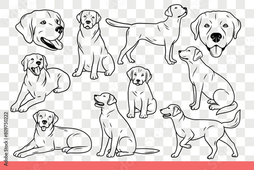 Dog of lobrador breed poses in different positions following commands of owner. Labrador dog in childhood and adulthood, for magazine designs about cynology or pets. Hand drawn doodle