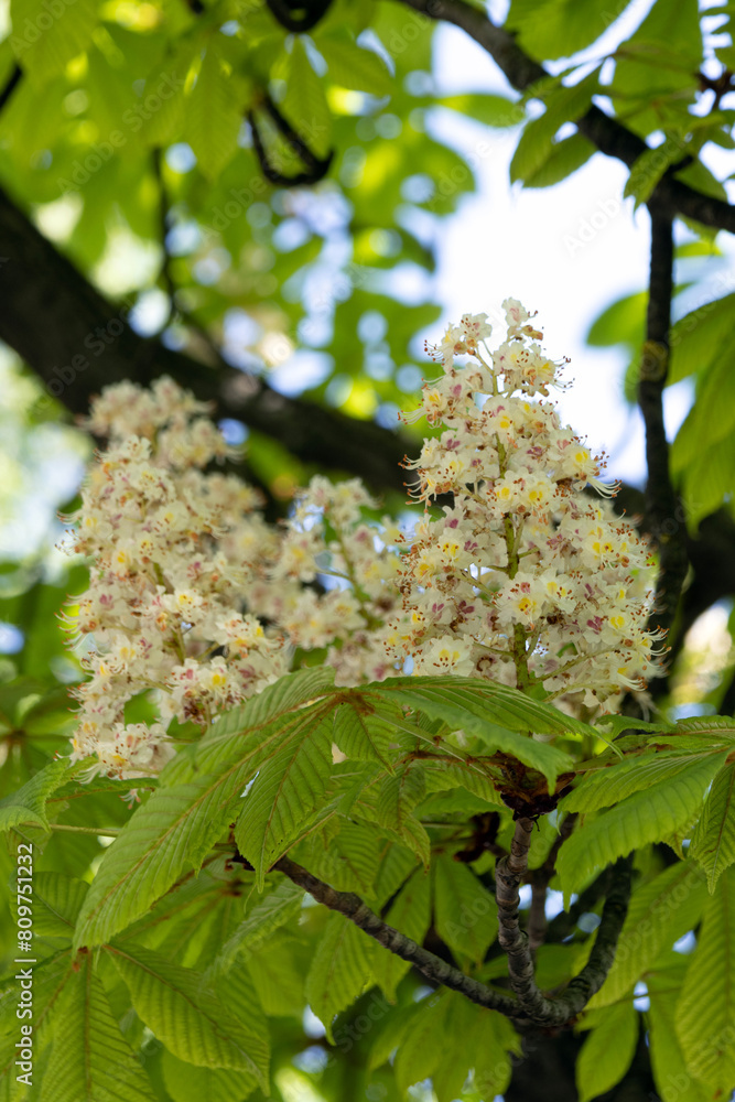 Flowers of chestnut trees in spring in the park