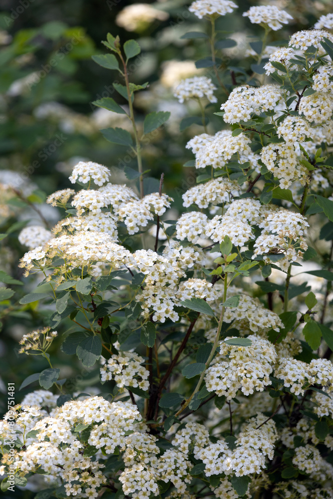 Spiraea thunbergii. Flowering plant